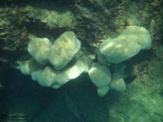 Coral - Underwater Galapagos 2010 -DSCN5757